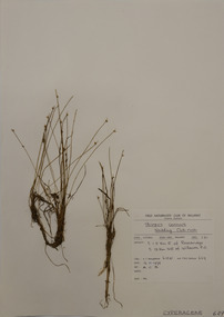 Plant specimen, Alexander Clifford Beauglehole, Isolepis cernua (Vahl) Roem. & Schult, 16/11/1978