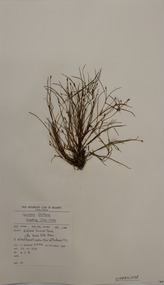 Plant specimen, Alexander Clifford Beauglehole, Isolepis fluitans (L.) R.Br, 23/10/1978