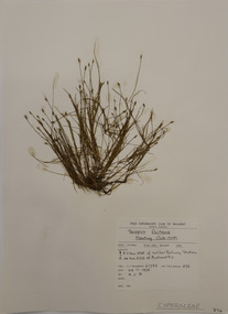 Plant specimen, Alexander Clifford Beauglehole, Isolepis fluitans (L.) R.Br, 24/11/1978