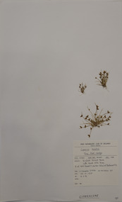 Plant specimen, Alexander Clifford Beauglehole, Isolepis levynsiana Muasya & D.A.Simpson, 23/10/1978