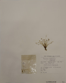 Plant specimen, Alexander Clifford Beauglehole, Isolepis hookeriana Boeck, 22/11/1978
