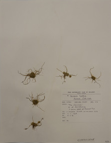 Plant specimen, Alexander Clifford Beauglehole, Isolepis hystrix (Thunb.) Nees, 2/11/1978