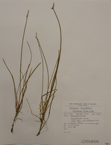 Plant specimen, Alexander Clifford Beauglehole, Isolepis inundata R.Br, 17/11/1978