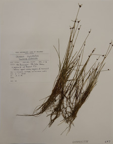 Plant specimen, Alexander Clifford Beauglehole, Isolepis inundata R.Br, 6/11/1978