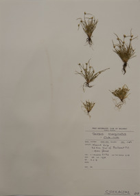 Plant specimen, Alexander Clifford Beauglehole, Isolepis marginata (Thunb.) A.Dietr, 26/10/1978