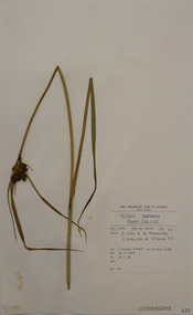 Plant specimen, Alexander Clifford Beauglehole, Bolboschoenus medianus (V.J.Cook) Soják, 16/11/1978