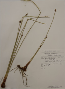 Plant specimen, Alexander Clifford Beauglehole, Ficinia nodosa (Rottb.) Goetgh., Muasya & D.A.Simpson, 17/11/1978