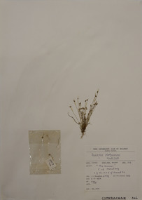 Plant specimen, Alexander Clifford Beauglehole, Isolepis platycarpa (S.T.Blake) Soják, 2/11/1978