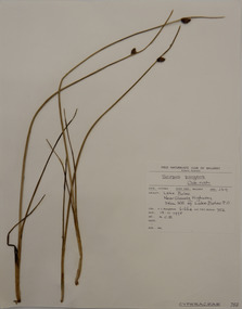 Plant specimen, Alexander Clifford Beauglehole, Schoenoplectus pungens (Vahl) Palla, 18/11/1978