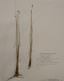 Plant specimen, Alexander Clifford Beauglehole, Tetraria capillaris (F.Muell.) J.M.Black, 23/10/1978