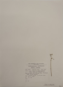 Plant specimen, Alexander Clifford Beauglehole, Thynninorchis huntiana (F.Muell.) D.L.Jones & M.A.Clem, 22/11/1978