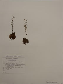 Plant specimen, Alexander Clifford Beauglehole, Acianthus exsertus R.Br, 25/10/1978