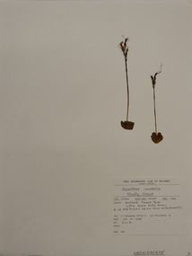 Plant specimen, Alexander Clifford Beauglehole, Acianthus caudatus R.Br, 23/10/1978