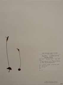 Plant specimen, Alexander Clifford Beauglehole, Acianthus caudatus R.Br, 24/11/1978