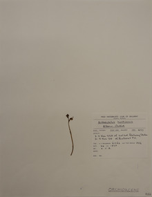 Plant specimen, Alexander Clifford Beauglehole, Thynninorchis huntiana (F.Muell.) D.L.Jones & M.A.Clem, 24/11/1978