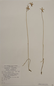 Plant specimen, Alexander Clifford Beauglehole, Caladenia moschata (D.L.Jones) G.N.Backh, 25/10/1978