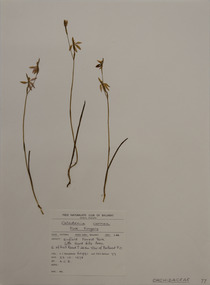 Plant specimen, Alexander Clifford Beauglehole, Caladenia carnea R.Br, 23/10/1978