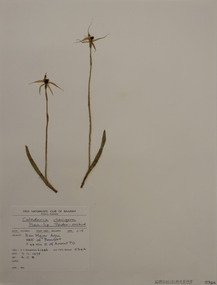 Plant specimen, Alexander Clifford Beauglehole, Caladenia clavigera A.Cunn. ex Lindl, 7/11/1978