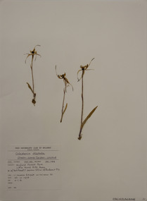 Plant specimen, Alexander Clifford Beauglehole, Caladenia dilatata R.Br, 23/10/1978