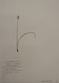 Plant specimen, Alexander Clifford Beauglehole, Caladenia iridescens R.S.Rogers, 23/10/1978