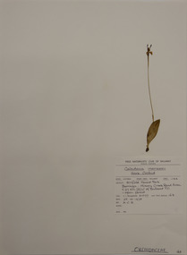 Plant specimen, Alexander Clifford Beauglehole, Leptoceras menziesii (R.Br.) Lindl, 25/10/1978