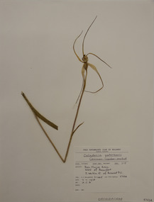 Plant specimen, Alexander Clifford Beauglehole, Caladenia orientalis (G.W.Carr) Hopper & A.P.Br, 7/11/1978