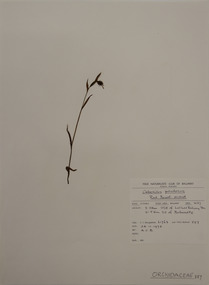Plant specimen, Alexander Clifford Beauglehole, Calochilus paludosus R.Br, 24/11/1978