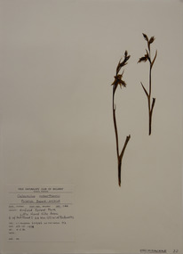 Plant specimen, Alexander Clifford Beauglehole, Calochilus robertsonii Benth, 23/10/1978
