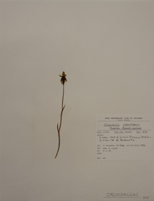Plant specimen, Alexander Clifford Beauglehole, Calochilus robertsonii Benth, 24/11/1978
