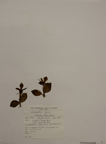 Plant specimen, Alexander Clifford Beauglehole, Chiloglottis gunnii Lindl, 23/10/1978