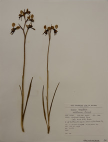 Plant specimen, Alexander Clifford Beauglehole, Diuris longifolia R.Br, 23/10/1978