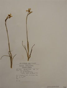 Plant specimen, Alexander Clifford Beauglehole, Diuris pedunculata R.Br, 2/11/1978