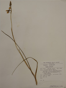 Plant specimen, Alexander Clifford Beauglehole, Diuris sulphurea R.Br, 25/10/1978