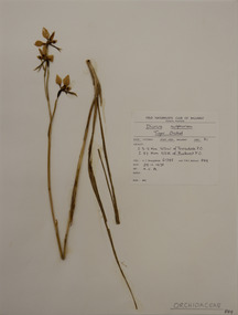Plant specimen, Alexander Clifford Beauglehole, Diuris sulphurea R.Br, 25/11/1978