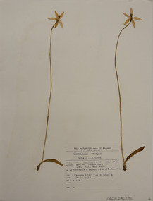 Plant specimen, Alexander Clifford Beauglehole, Glossodia major R.Br, 23/10/1978