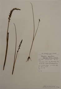 Plant specimen, Alexander Clifford Beauglehole, Microtis parviflora R.Br, 25/11/1978
