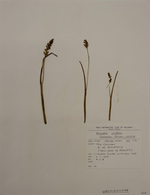 Plant specimen, Alexander Clifford Beauglehole, Microtis unifolia (G.Forst.) Rchb.f, 2/11/1978