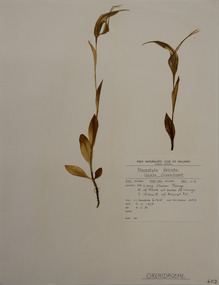 Plant specimen, Alexander Clifford Beauglehole, Pterostylis falcata R.S.Rogers, 3/11/1978