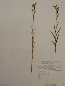 Plant specimen, Alexander Clifford Beauglehole, Pterostylis longifolia R.Br, 23/10/1978