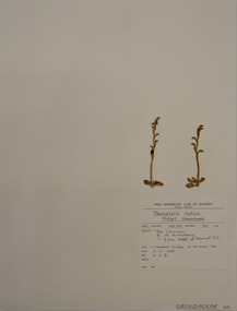 Plant specimen, Alexander Clifford Beauglehole, Pterostylis mutica R.Br, 2/11/1978