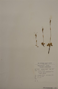 Plant specimen, Alexander Clifford Beauglehole, Pterostylis nana R.Br, 27/10/1978