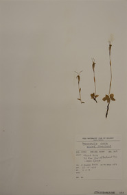 Plant specimen, Alexander Clifford Beauglehole, Pterostylis nana R.Br, 27/10/1978