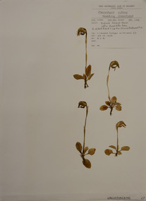 Plant specimen, Alexander Clifford Beauglehole, Pterostylis nutans R.Br, 23/10/1978