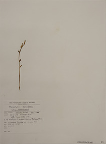 Plant specimen, Alexander Clifford Beauglehole, Pterostylis parviflora R.Br, 23/10/1978