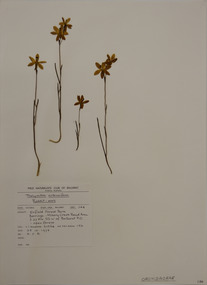 Plant specimen, Alexander Clifford Beauglehole, Thelymitra antennifera (Lindl.) Hook.f, 25/10/1978