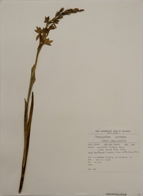 Plant specimen, Alexander Clifford Beauglehole, Thelymitra aristata Lindl, 23/10/1978