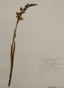 Plant specimen, Alexander Clifford Beauglehole, Thelymitra aristata Lindl, 23/10/1978