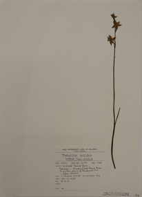 Plant specimen, Alexander Clifford Beauglehole, Thelymitra ixioides Sw, 25/10/1978