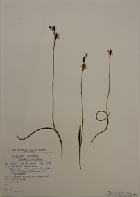 Plant specimen, Alexander Clifford Beauglehole, Thelymitra pauciflora R.Br, 25/10/1978