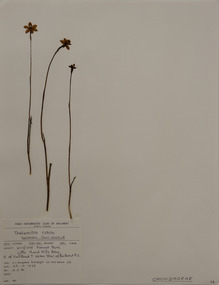 Plant specimen, Alexander Clifford Beauglehole, Thelymitra rubra W.Fitzg, 23/10/1978